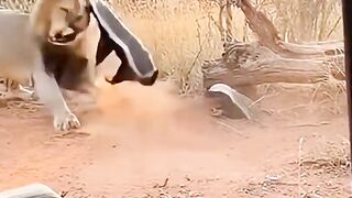 Honey Badger Defends Its Young Against a Lion – Incredible Wildlife Moment ????????