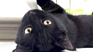 Are you as cute as me? #cat #cute #cutecat