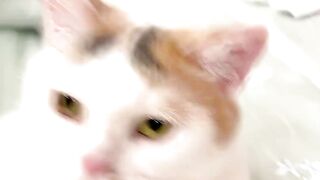 Popipo Popipo #cat #cute #cutecat