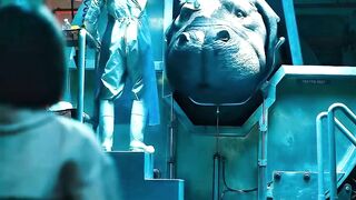 The girl freed the hippopotamus in exchange for gold #kindness #hippo #exchange