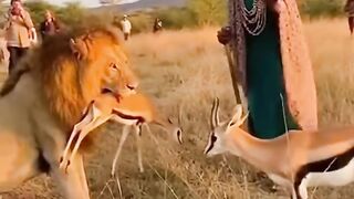 Elderly Woman Saves Gazelle Fawn From Lion – Unbelievable Wildlife Moment ????❤️