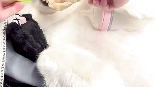 The look of betrayal on his face is too #dog #doglovers #funnyreels