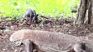 When Komodo Dragon Meet Wild Boar #komodo #komododragon #komodonationalpark #boar