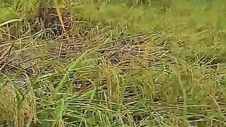 Riuh di ujung sebrang