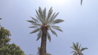 Naturepedic - tall palm trees and the blue sky | Trending HD Video