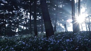 Naturepedic - sunlight through forest trees in early morning | Trending HD Video
