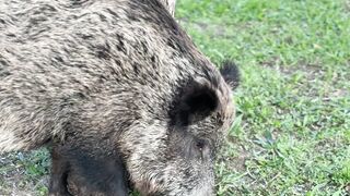 Naturehike - wild boar foraging in forested area | Trending HD Video