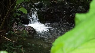 Naturehike - a small stream in the jungle with green plants | Trending HD Video