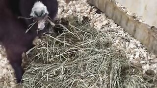 Bro is greedy