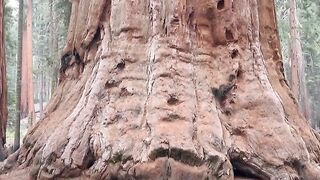 NatureWise - sequioa in national park | Trending HD Video