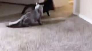 Cat WWE second half#pet#funnyvideo#catfunny