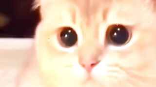 Cute cats and kittens