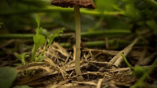 NatureWise - close up of forest mushroom in natural habitat | Trending HD Video