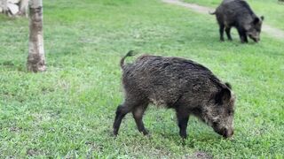 NatureWise - wild boars grazing in a green park setting | Trending HD Video