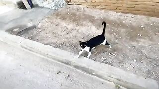 Three very friendly and sweet cats who love to be petted and fed delicious food.