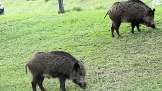 NaturesPlus - wild boars grazing on green grass outdoors | Trending HD Video