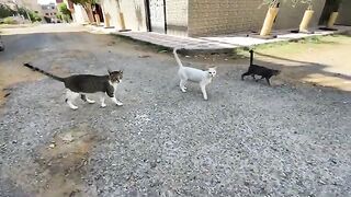 Feeding a group of stray cats that fight a lot with each other.