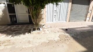 Mother cat asks for food with a very friendly meow to her kittens.