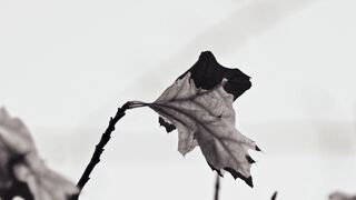 NaturesPlus - autumn leaf on branch in twilight scene | Trending HD Video