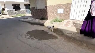 A gentle, calm calico cat accustomed to this neighborhood and in good health.