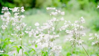 NatureWise - a field of white flowers with green grass | Trending HD Video