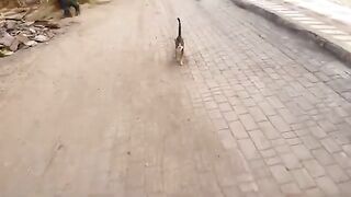 Two friendly cats who love attention and play, unlike Ginger the cat who comes at mealtimes.