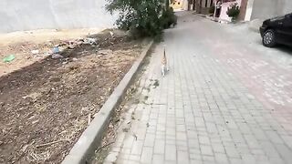 The cats of this neighborhood gathered as usual to get their share of food.
