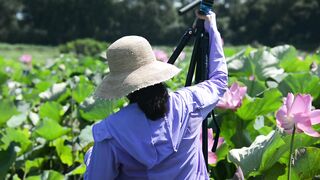 Naturehike - photographer captures beautiful lotus flower field | Trending HD Video