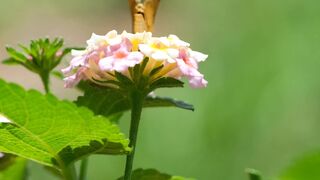 NaturesPlus - an orange butterfly grazes on pink and yellow lantana flowers | Trending HD Video