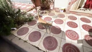 A very friendly ginger cat who loves to have her back scratched and tasty food.
