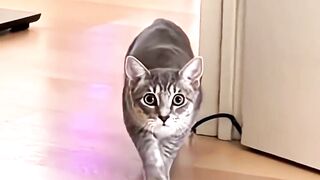 Miss world #cutecats #catlover #catwalk