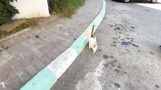 We fed a group of very friendly and playful ginger kittens.