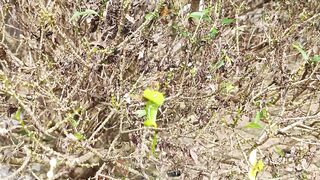 Plant pests