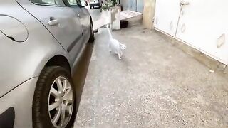 Cute white cat loves to get close to the camera and asks us for food in a cute way.