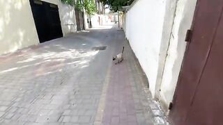 Feeding and playing with a group of cute kittens is so much fun.