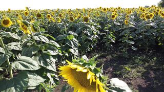Naturepedic - beautiful nature | Trending HD Video