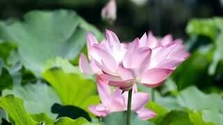 Naturepedic - beautiful pink lotus flowers in full bloom | Trending HD Video