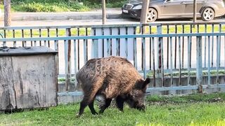 NaturesPlus - wild boar grazing in urban park | Trending HD Video