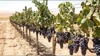 Shock_ What Would It Be Like To Grow Grapes In The Desert_ The Results Shocked Millions.mp4