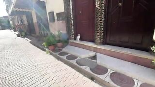 A very friendly calico cat that asks for food quietly and gently.