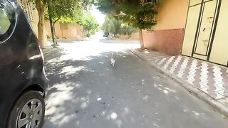 If my husband hadn't intervened, there would have been a big fight between two stray cats.