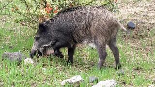 NaturesPlus - wild boar grazing in lush green field | Trending HD Video