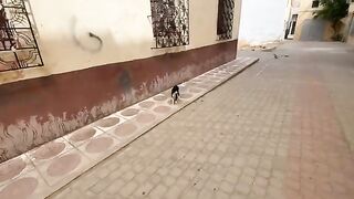 The mother cat is very gentle and loves to play, unlike the adolescent cat, which is very shy.