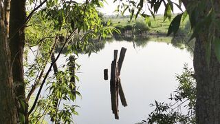 NaturesPlus - trees in a river | Trending HD Video