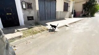 Our super cute cat Bagheera gives us some love while we treat him to a delicious treat.