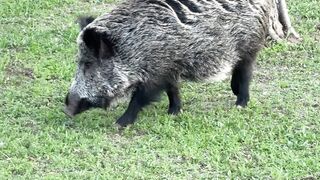 Naturehike - wild boar grazing in open field | Trending HD Video