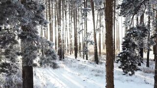 Naturehike - footage of snowy forest | Trending HD Video