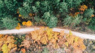 NatureWise - aerial view of serene autumn forest road | Trending HD Video