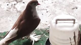 Kabootar kabootar