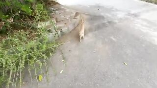 The mother cat takes good care of her kittens, providing them with protection and care.